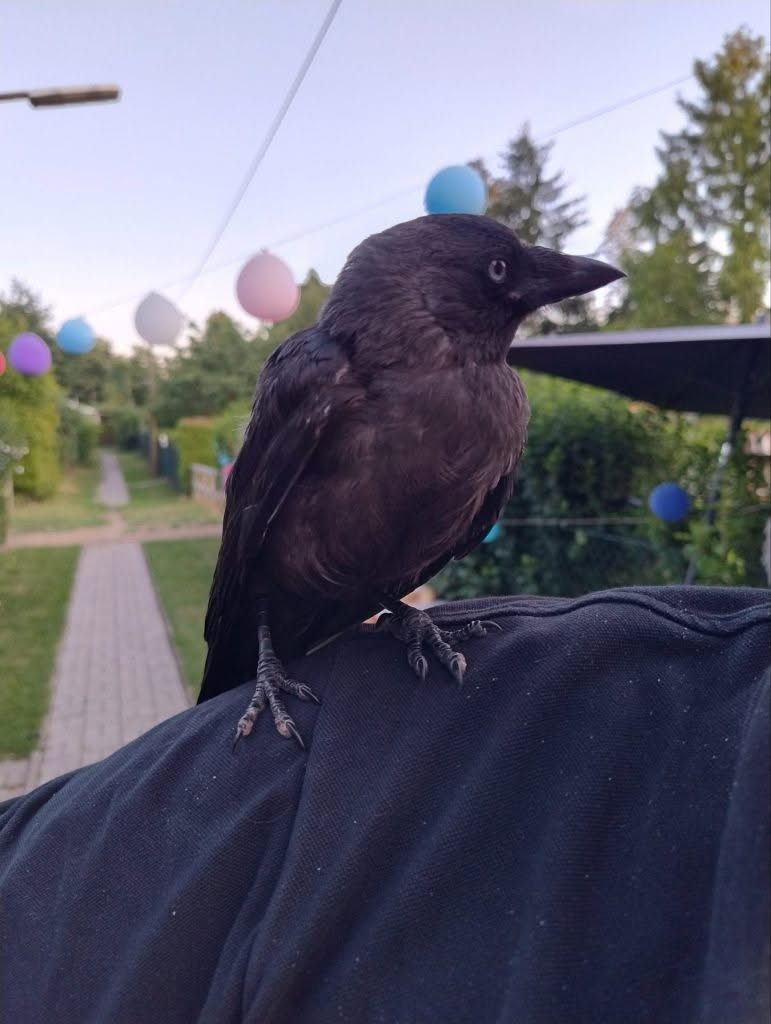Odin